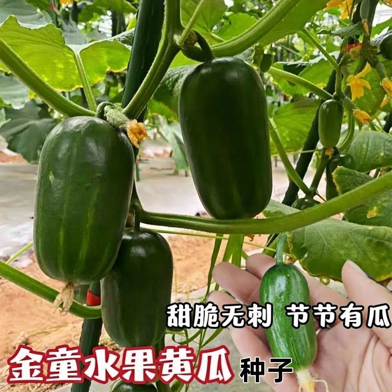 金童小黄瓜种子奶油礼品小型水果拇指黄瓜甜脆春秋阳台蔬菜种