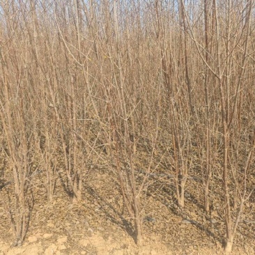山茱萸小苗