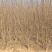 山茱萸小苗