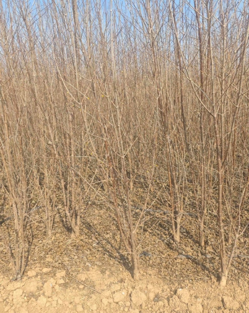 山茱萸小苗