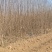 山茱萸小苗