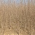 山茱萸小苗