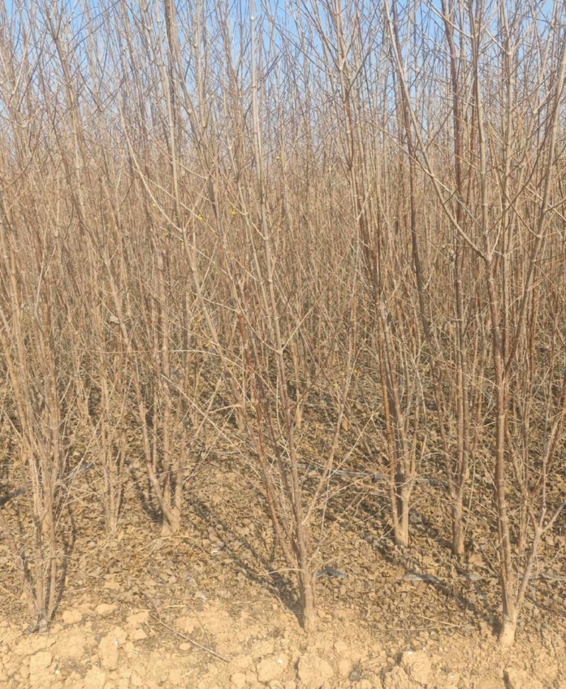 山茱萸小苗