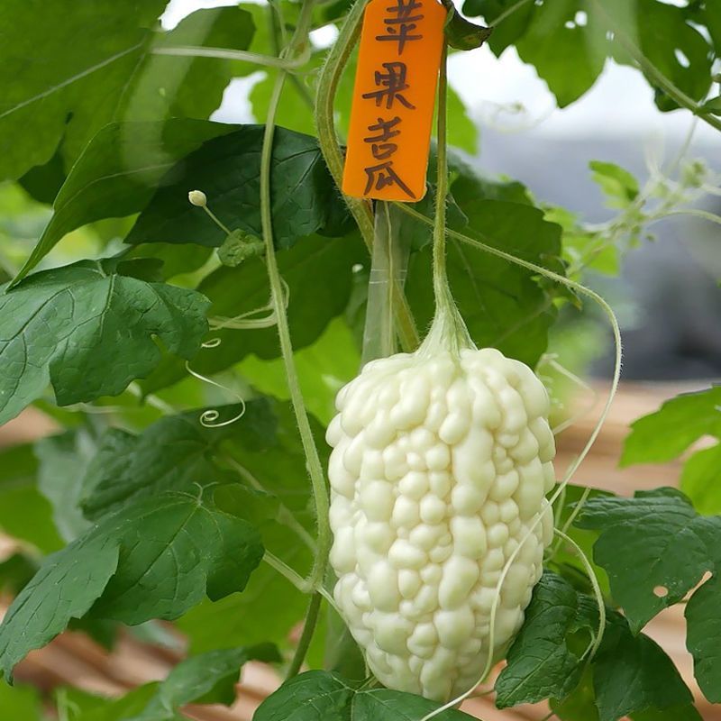 苹果苦瓜种子生吃不苦甘甜水果种子白苦瓜种籽四季播种蔬菜籽