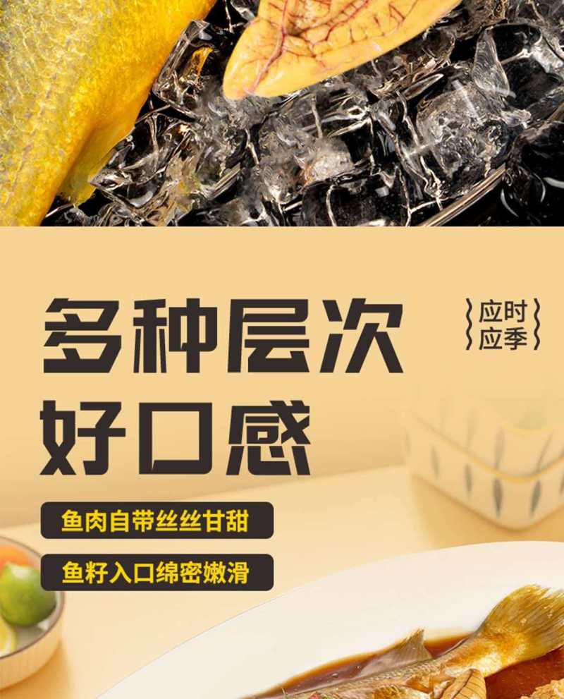 回游季大黄花鱼