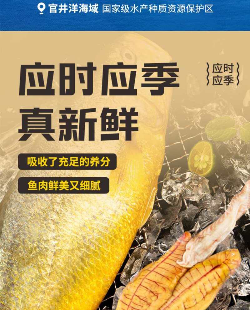 回游季大黄花鱼