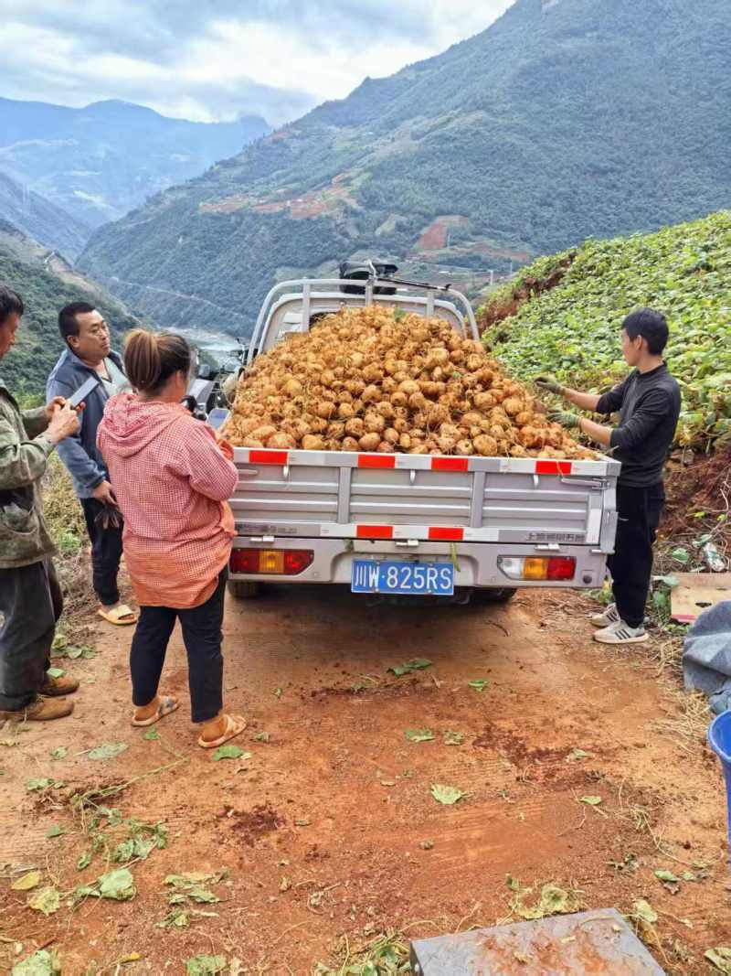 里庄皮罗口豆薯