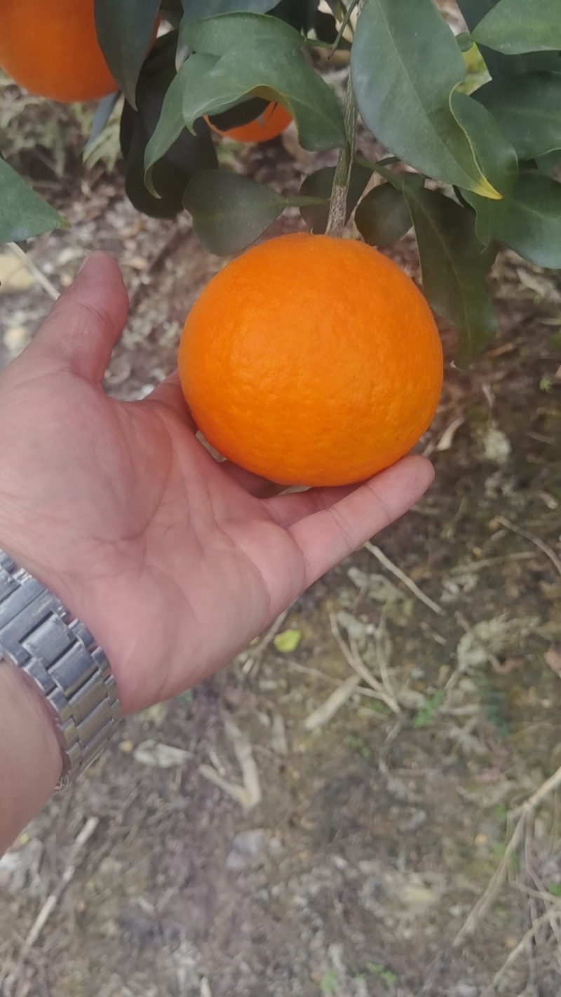 爱媛果冻橙