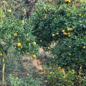 湖南特产冰糖橙自家种的又大又甜