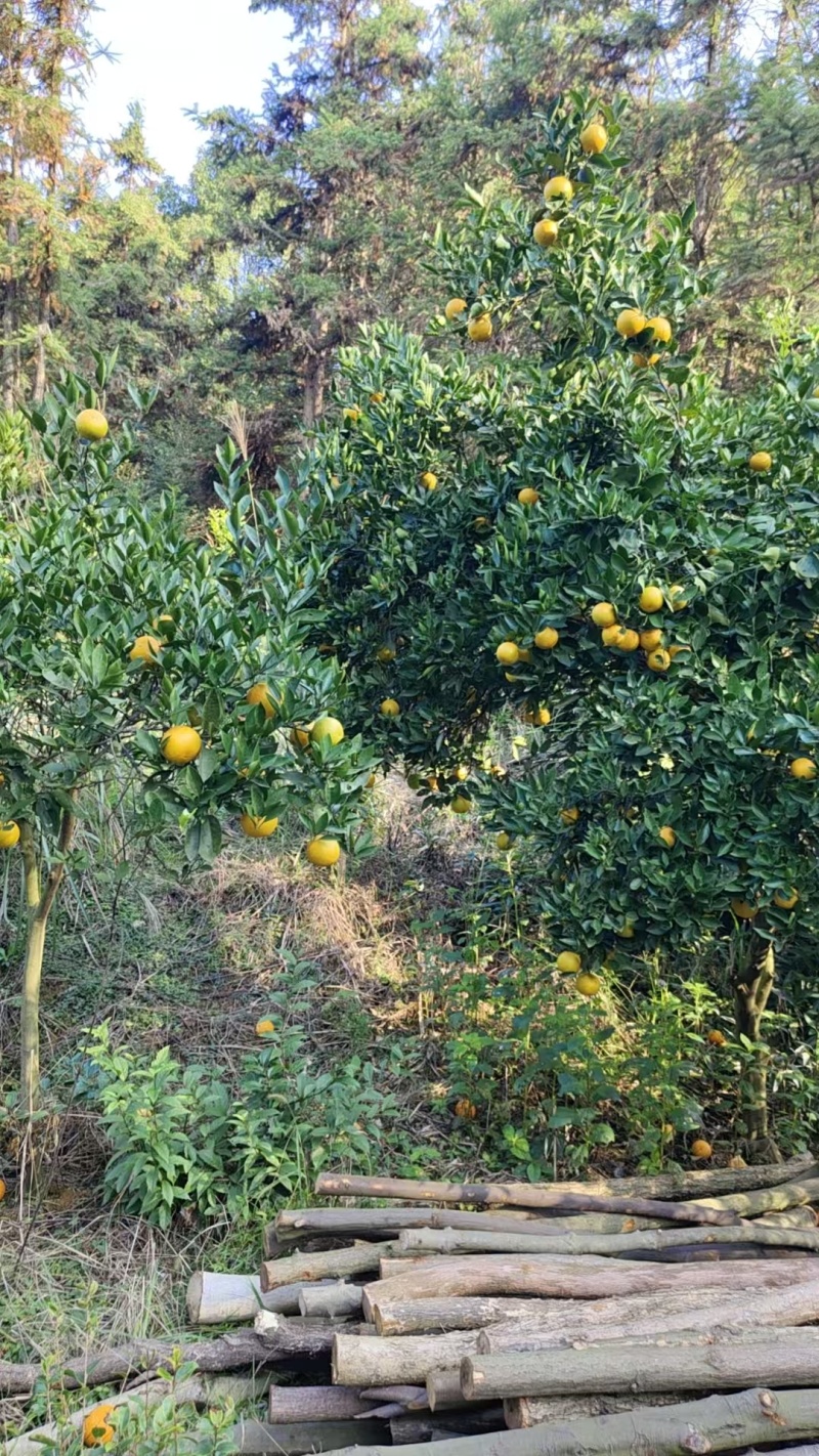 湖南特产冰糖橙自家种的又大又甜
