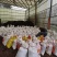 自家养殖场，纯鸡粪发酵有机肥