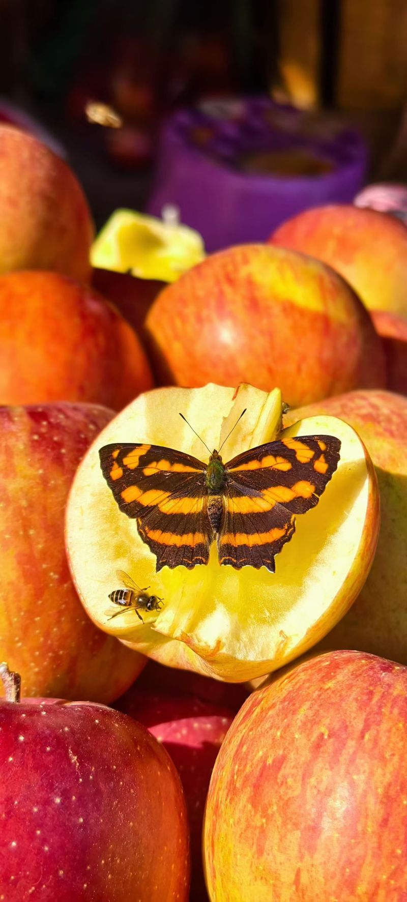 四川甘孜州泸定县高原糖心红富士