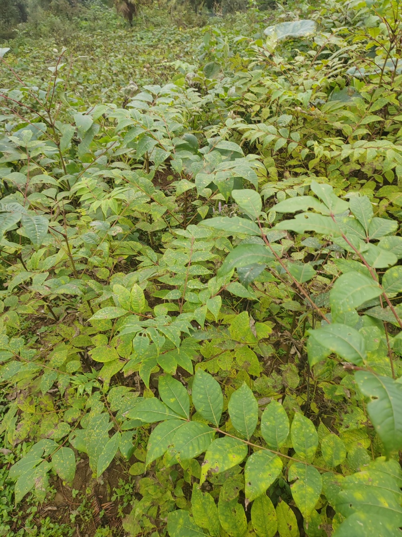 黄柏苗