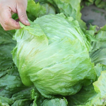 大禹拳王074结球生菜种子清香质嫩甜脆可口包心中早熟