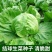 大禹拳王074结球生菜种子清香质嫩甜脆可口包心中早熟