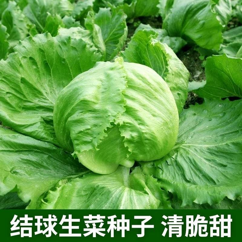 大禹拳王074结球生菜种子清香质嫩甜脆可口包心中早熟