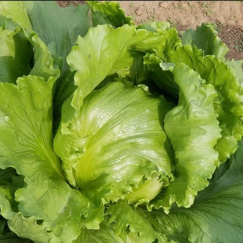 大禹拳王074结球生菜种子清香质嫩甜脆可口包心中早熟