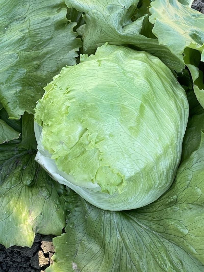 大禹拳王074结球生菜种子清香质嫩甜脆可口包心中早熟