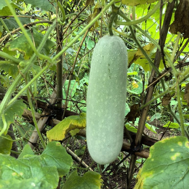 农杂二号大青皮冬瓜种子肉厚内腔小中晚熟青皮大冬瓜种子