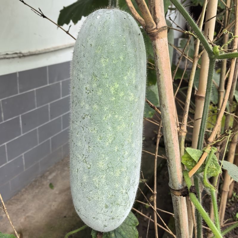 农杂二号大青皮冬瓜种子肉厚内腔小中晚熟青皮大冬瓜种子