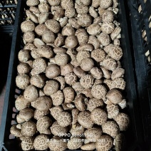 手选精品鲜香菇，花菇，自种自销，欢迎联系