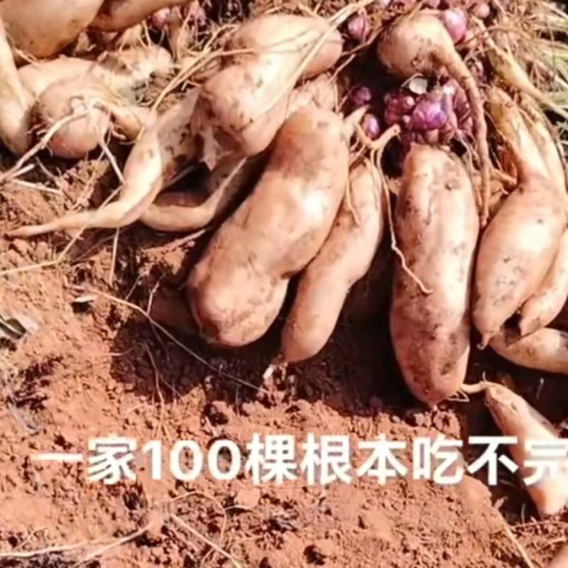 雪莲果