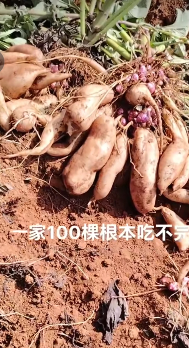 雪莲果
