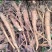 土大黄药材