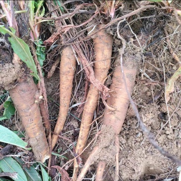 土大黄药材