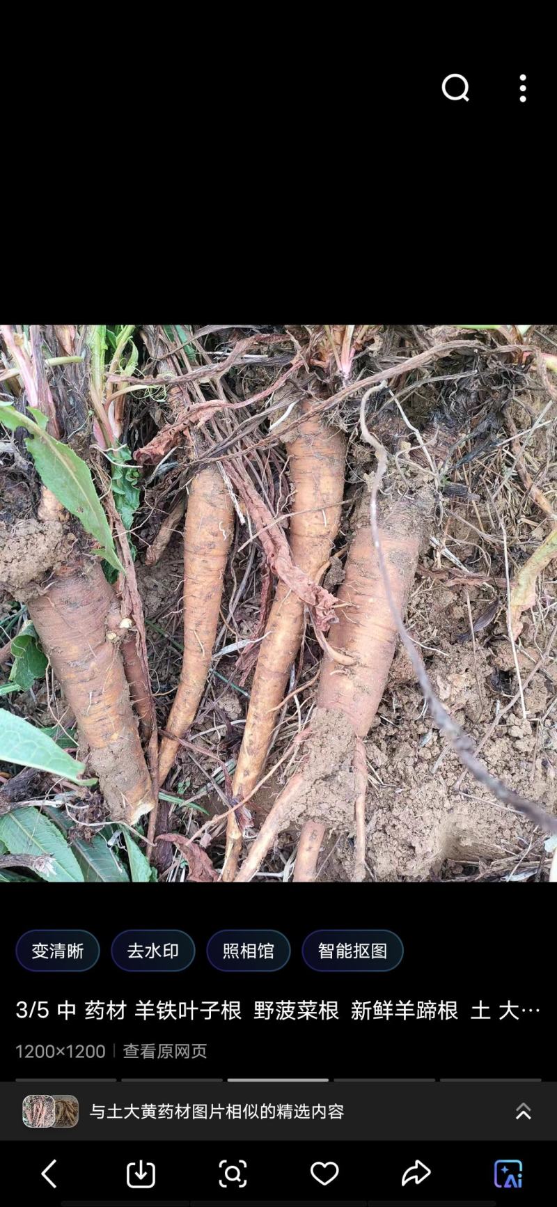 土大黄药材