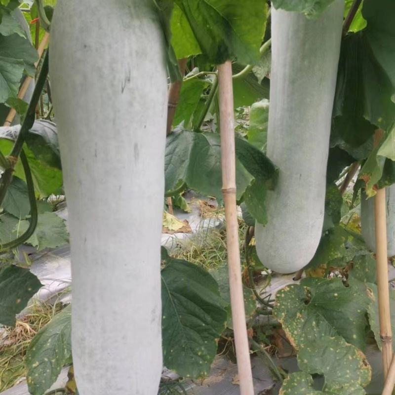 晨丰雪铁龙粉皮冬瓜种子中熟炮弹形粉皮冬瓜籽腔小肉厚