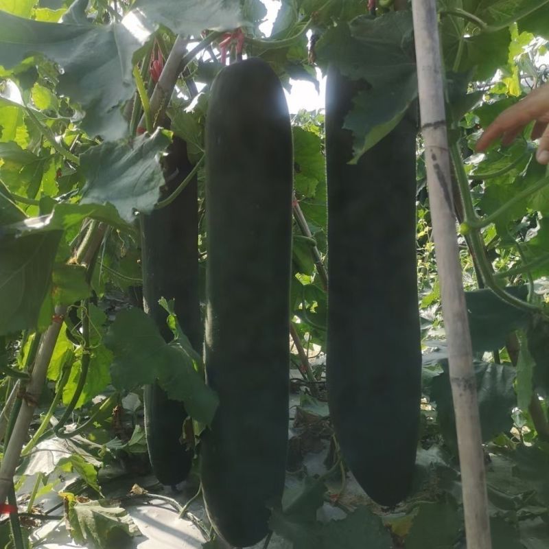 绿领黑金刚冬瓜种子杂交炮弹型墨绿皮大冬瓜种子高产肉质致密