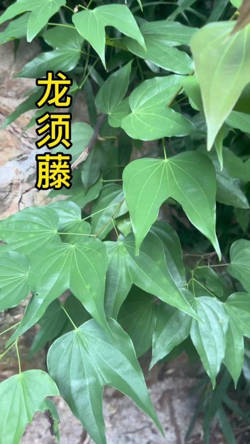 龙须藤大深山中药材，龙须藤