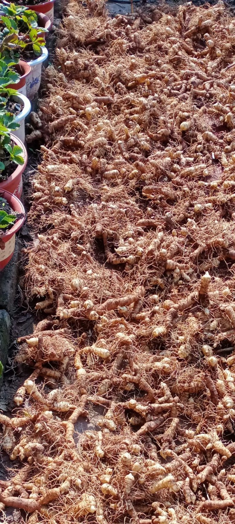 玉竹干货