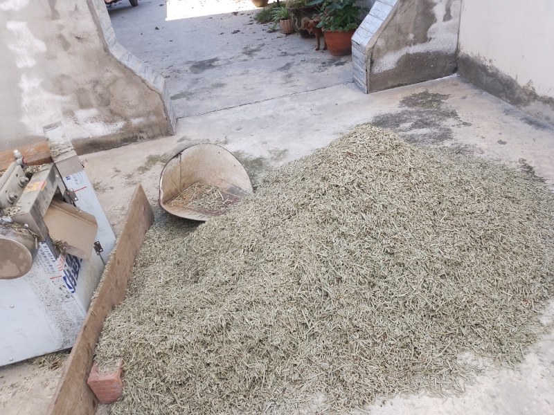 中草药节节草