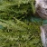 肾蕨