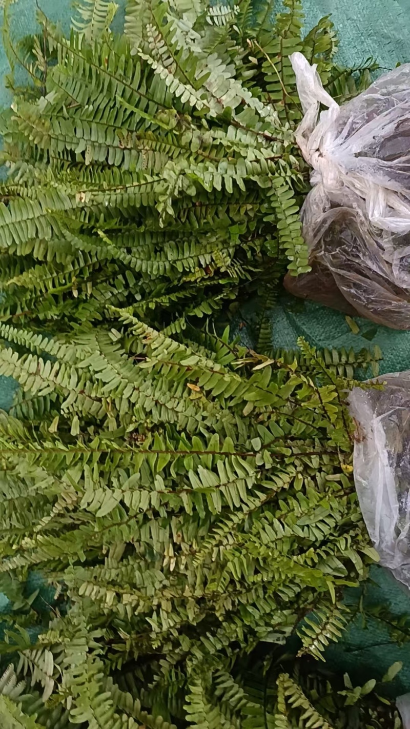 肾蕨