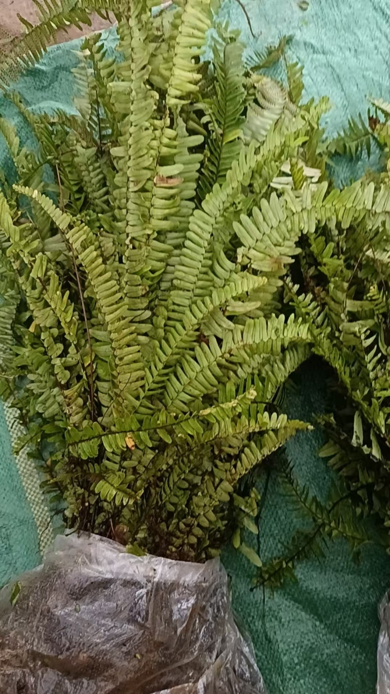 肾蕨
