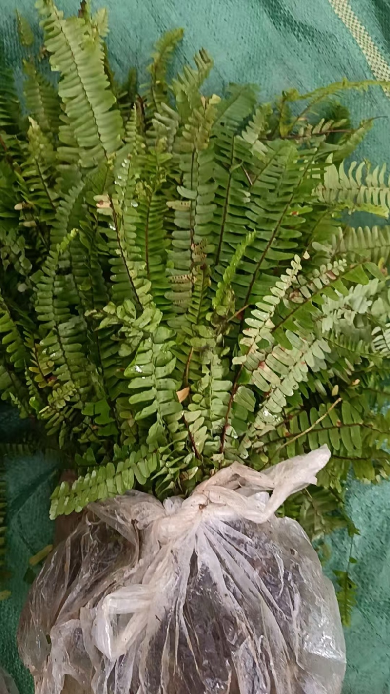 肾蕨