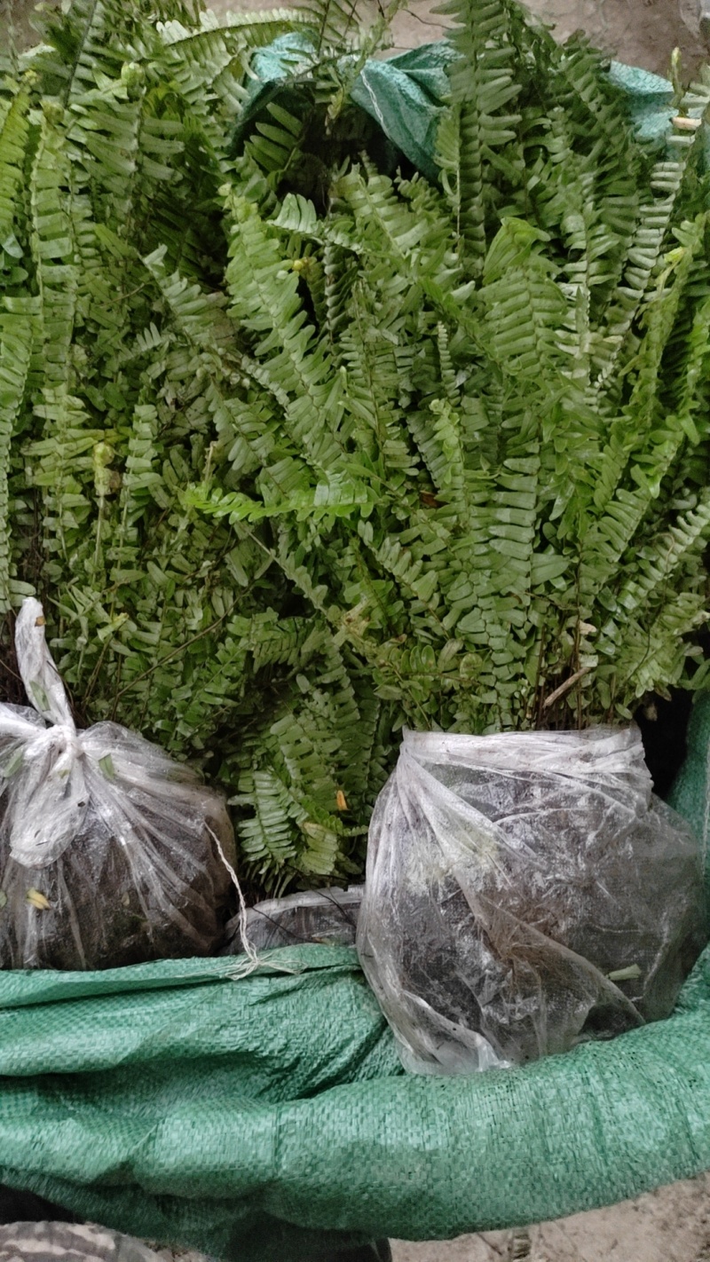 肾蕨