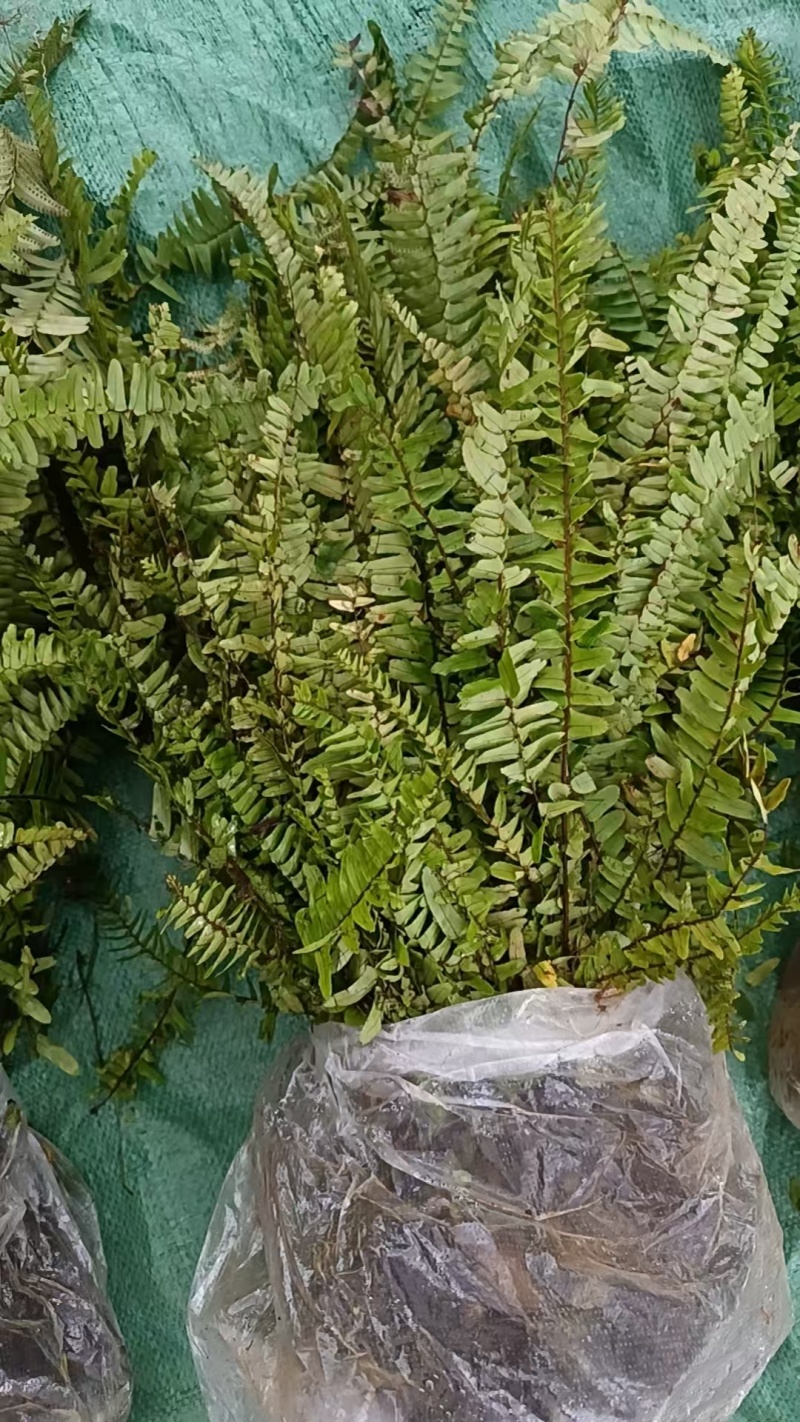 肾蕨