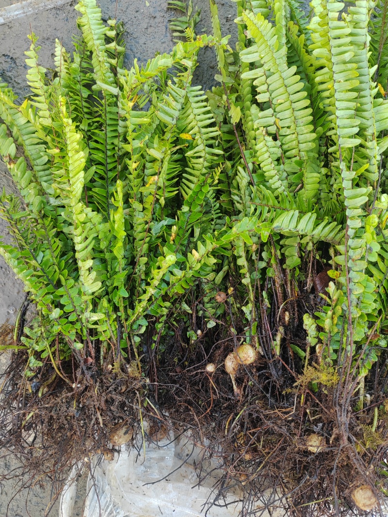 肾蕨