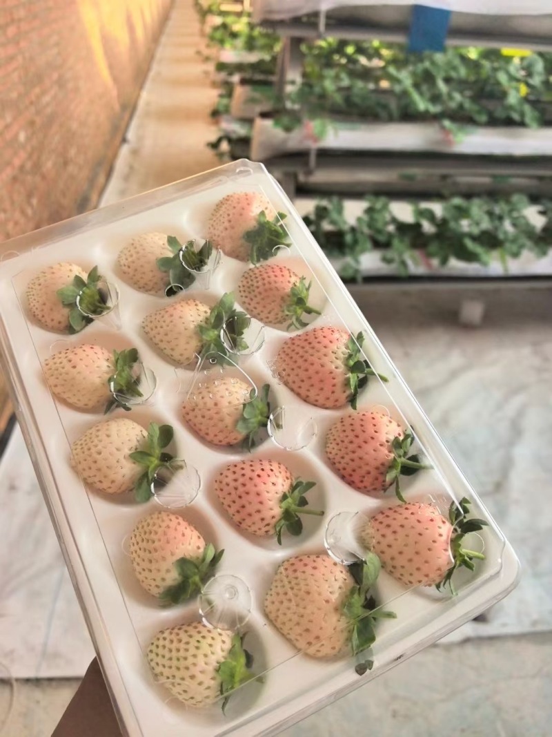 精品草莓—高架无土栽培粉玉草莓15-25g果
