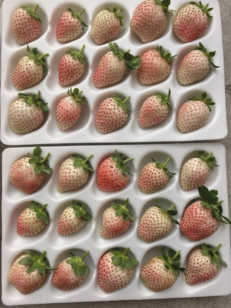 精品草莓—高架无土栽培粉玉草莓15-25g果