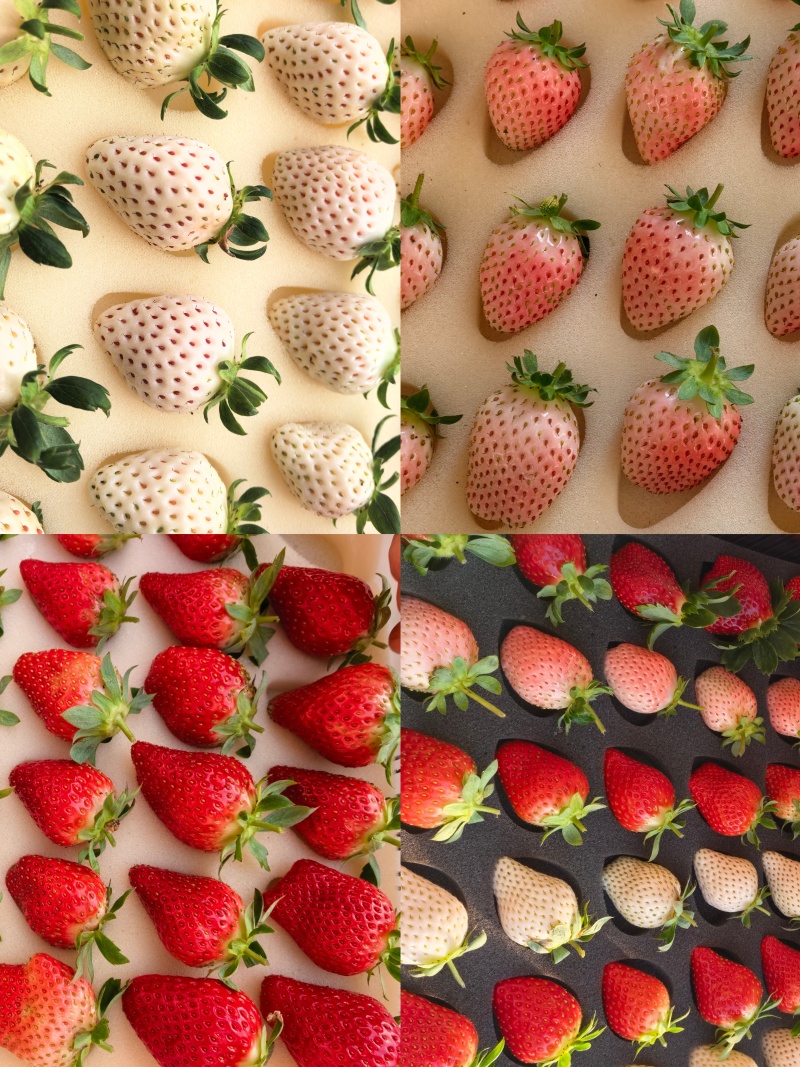 白色梦之莹脆玉草莓