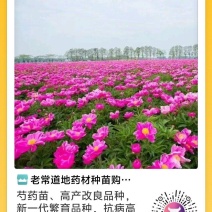 芍药芽苗，各种规格齐全，高产抗病，公司基地繁育，保质保量