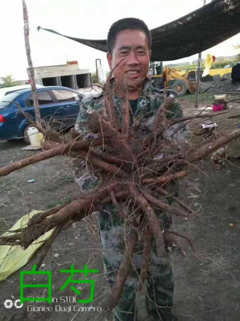 芍药芽苗，各种规格齐全，高产抗病，公司基地繁育，保质保量