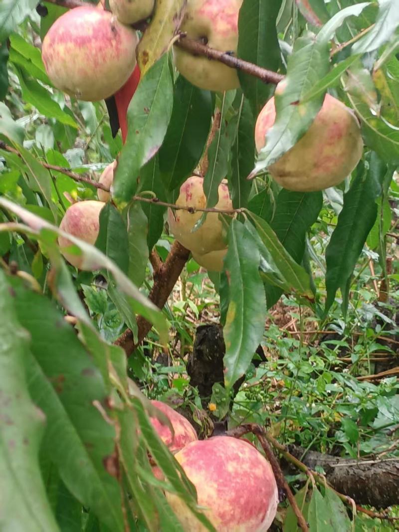 永仁县冬桃