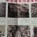 平菇栽培种