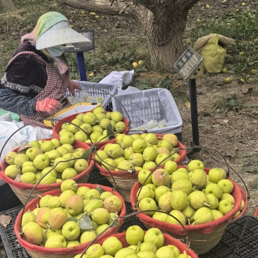 库尔勒香梨